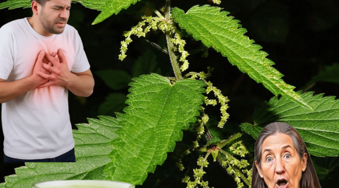 How Nettle Could Transform Your Health Overnight How Nettle Could Transform Your Health Overnight