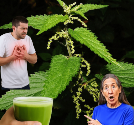 How Nettle Could Transform Your Health Overnight How Nettle Could Transform Your Health Overnight