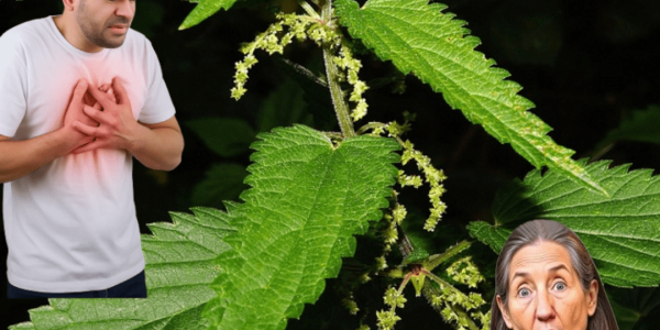 How Nettle Could Transform Your Health Overnight How Nettle Could Transform Your Health Overnight