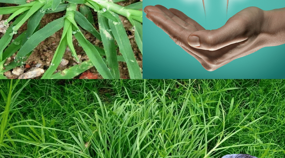 Unlock Goose Grass’s Power to Fight 10+ Diseases Unlock Goose Grass’s Power to Fight 10+ Diseases