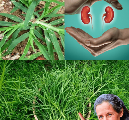 Unlock Goose Grass’s Power to Fight 10+ Diseases Unlock Goose Grass’s Power to Fight 10+ Diseases