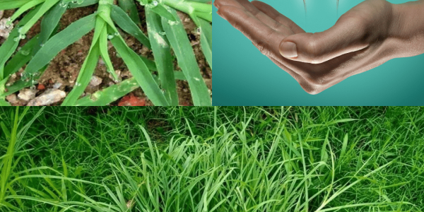 Unlock Goose Grass’s Power to Fight 10+ Diseases Unlock Goose Grass’s Power to Fight 10+ Diseases