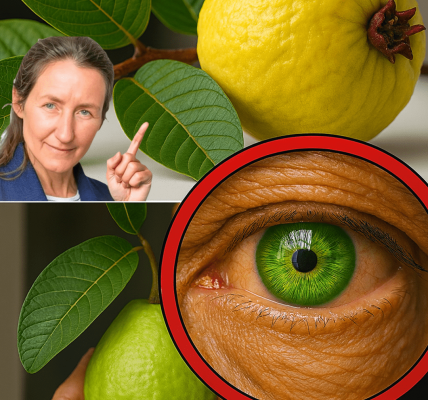 Unveiling the Emerald Secret: Can Guava Be the Key to Your Clearest Vision? Unveiling the Emerald Secret: Can Guava Be the Key to Your Clearest Vision?