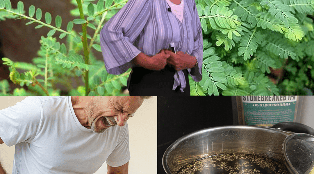 The Undiscovered Healing Miracle: Decoding the Power of Chanca Piedra, The True Stone Breaker The Undiscovered Healing Miracle: Decoding the Power of Chanca Piedra, The True Stone Breaker