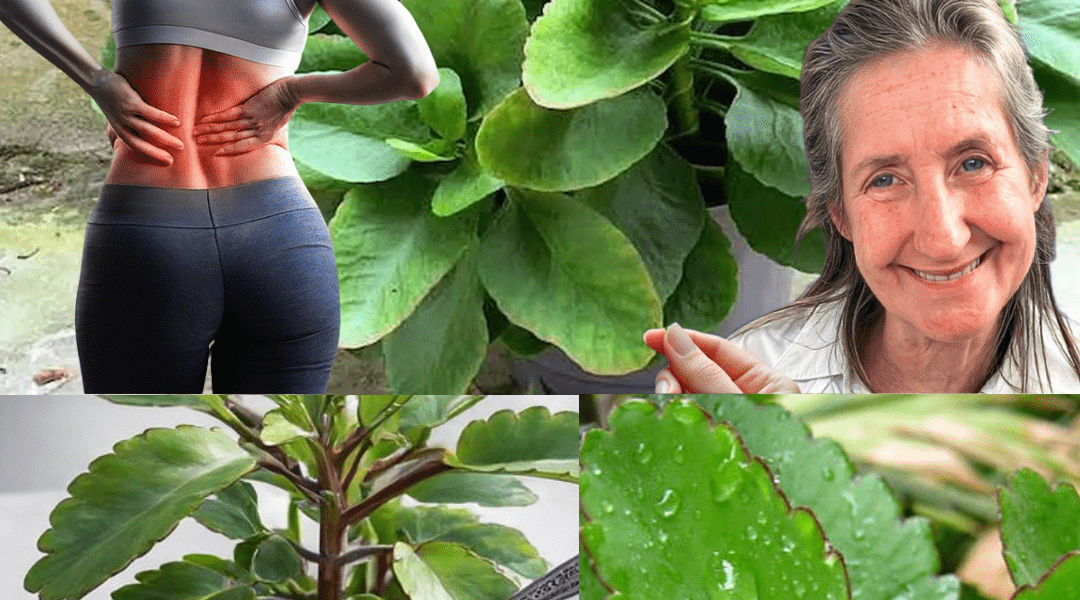 Unlocking the Hidden Power of the Miracle Leaf: Why Kalanchoe Pinnata Is Captivating the World of Natural Wellness Unlocking the Hidden Power of the Miracle Leaf: Why Kalanchoe Pinnata Is Captivating the World of Natural Wellness