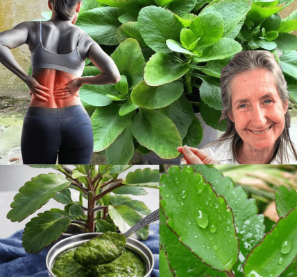 Unlocking the Hidden Power of the Miracle Leaf: Why Kalanchoe Pinnata Is Captivating the World of Natural Wellness Unlocking the Hidden Power of the Miracle Leaf: Why Kalanchoe Pinnata Is Captivating the World of Natural Wellness