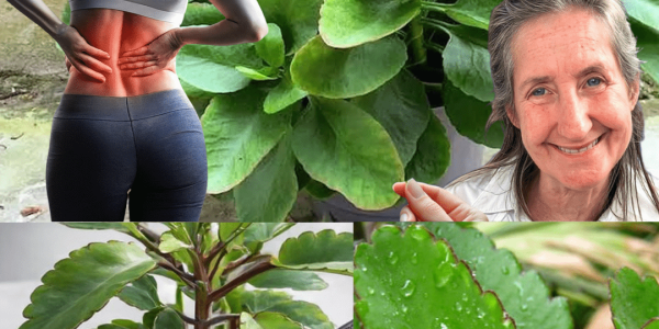 Unlocking the Hidden Power of the Miracle Leaf: Why Kalanchoe Pinnata Is Captivating the World of Natural Wellness Unlocking the Hidden Power of the Miracle Leaf: Why Kalanchoe Pinnata Is Captivating the World of Natural Wellness