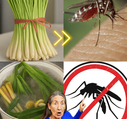 The One-Stalk Secret: Unlocking the Ancient Power of Lemongrass to Banish Mosquitoes Forever The One-Stalk Secret: Unlocking the Ancient Power of Lemongrass to Banish Mosquitoes Forever