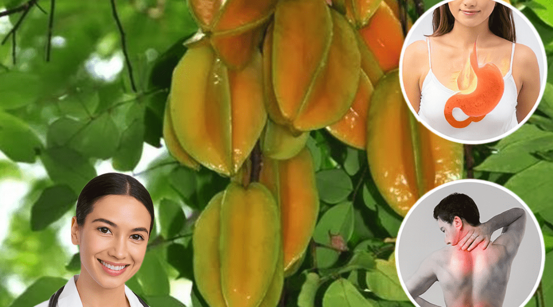 9 Surprising Facts About Star Fruit Leaves You Probably Wish You’d Known Sooner 9 Surprising Facts About Star Fruit Leaves You Probably Wish You’d Known Sooner