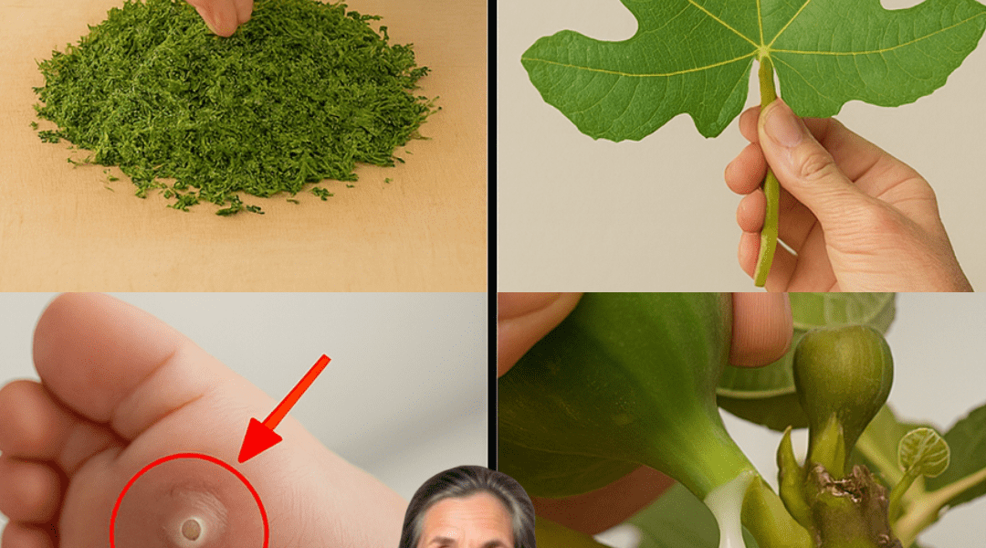 Discover the Surprising Ways Fig Leaves Can Enhance Your Daily Wellness Routine