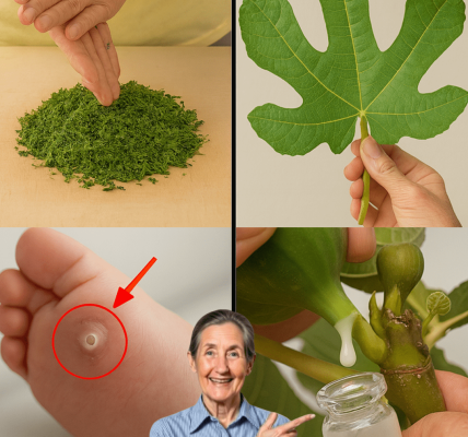 Discover the Surprising Ways Fig Leaves Can Enhance Your Daily Wellness Routine Discover the Surprising Ways Fig Leaves Can Enhance Your Daily Wellness Routine