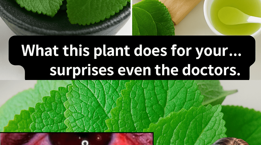 The $ Kitchen Herb That Could Revolutionize Your Vision: Why Oregano is the Unexpected Ally Your Eyes Need The $ Kitchen Herb That Could Revolutionize Your Vision: Why Oregano is the Unexpected Ally Your Eyes Need