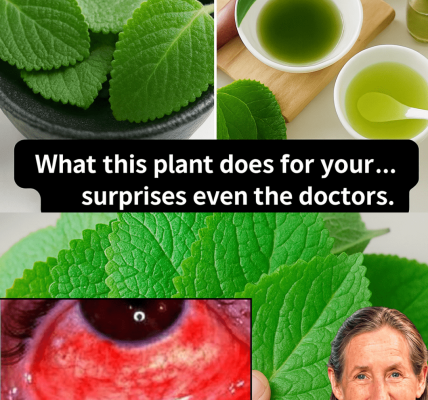 The $ Kitchen Herb That Could Revolutionize Your Vision: Why Oregano is the Unexpected Ally Your Eyes Need