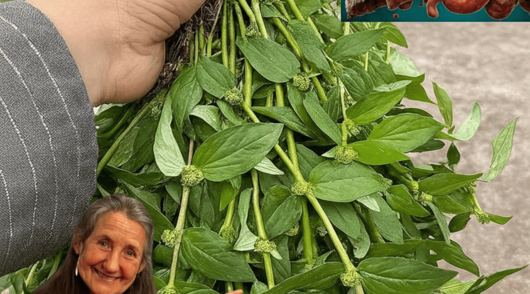 🌿 The Humble Weed Hiding Miracle Cures in Your Backyard 🌿 The Humble Weed Hiding Miracle Cures in Your Backyard