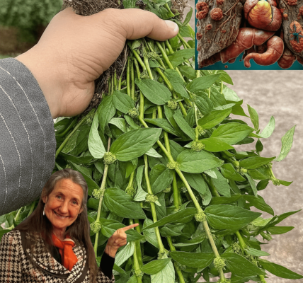 🌿 The Humble Weed Hiding Miracle Cures in Your Backyard