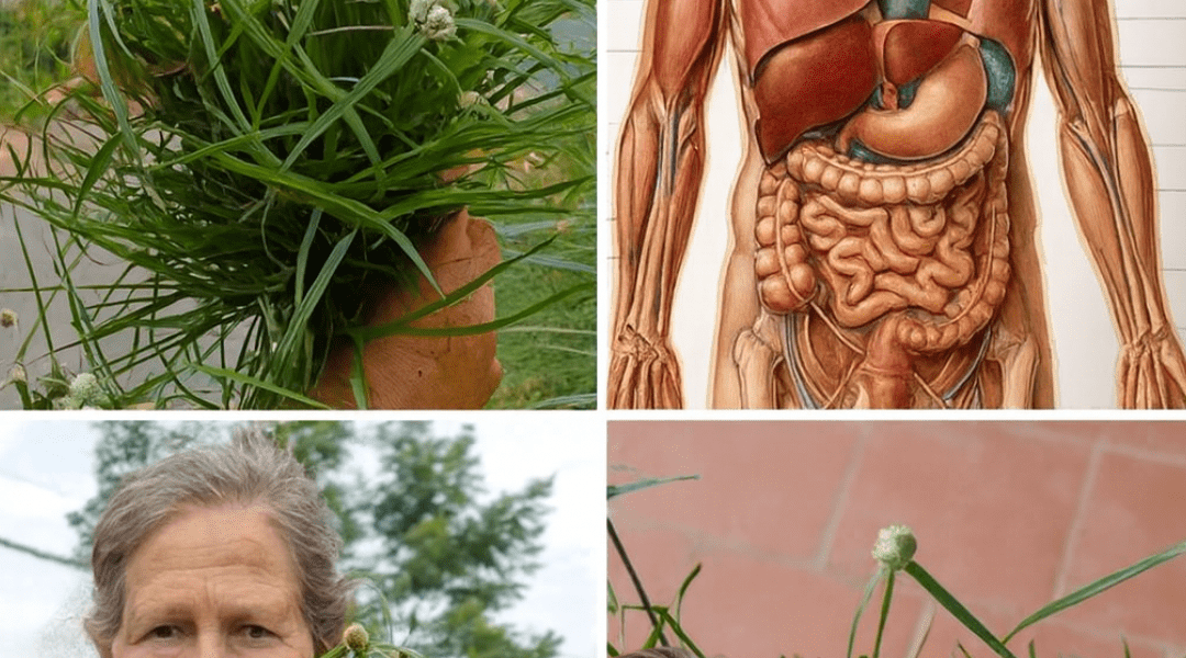 Unveiling the Secret Power of Kyllinga Brevifolia: Nature’s Tiny Healer You’ve Been Ignoring Unveiling the Secret Power of Kyllinga Brevifolia: Nature’s Tiny Healer You’ve Been Ignoring