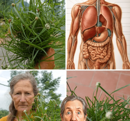 Unveiling the Secret Power of Kyllinga Brevifolia: Nature’s Tiny Healer You’ve Been Ignoring