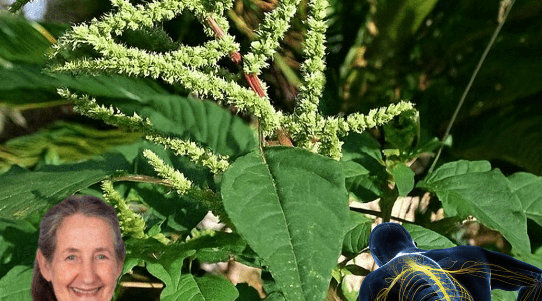 11 Surprising Health Benefits of Pigweed You’ve Probably Been Pulling Out as a Weed 11 Surprising Health Benefits of Pigweed You’ve Probably Been Pulling Out as a Weed