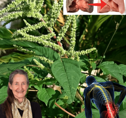 11 Surprising Health Benefits of Pigweed You’ve Probably Been Pulling Out as a Weed