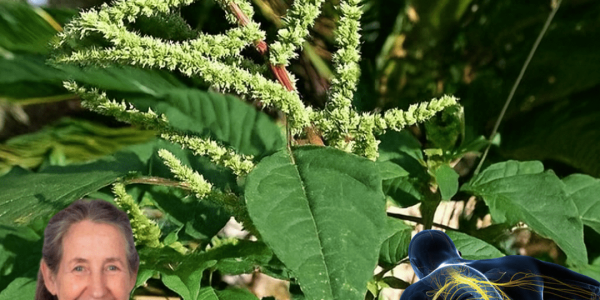 11 Surprising Health Benefits of Pigweed You’ve Probably Been Pulling Out as a Weed