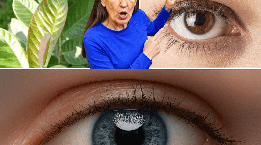 How to Use Guava for Eye Health: 7 Natural Remedies That Actually Work How to Use Guava for Eye Health: 7 Natural Remedies That Actually Work