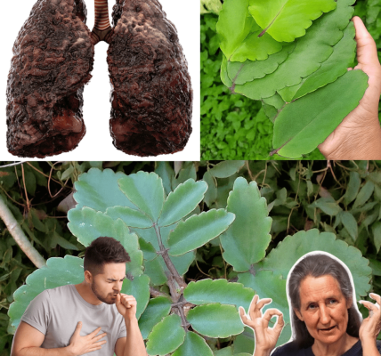 Bryophyllum Calycinum (Kalanchoe Pinnata): The “Miracle Leaf” That’s Quietly Changing Lives in 2025 Bryophyllum Calycinum (Kalanchoe Pinnata): The “Miracle Leaf” That’s Quietly Changing Lives in 2025