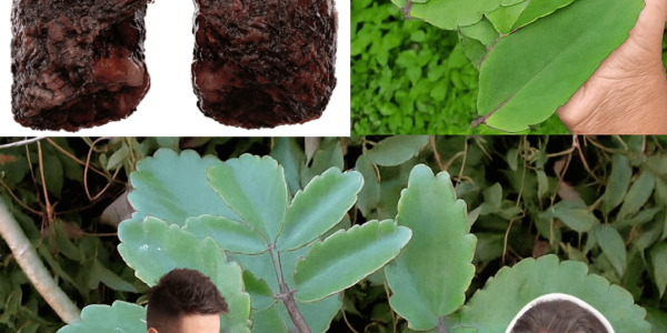 Bryophyllum Calycinum (Kalanchoe Pinnata): The “Miracle Leaf” That’s Quietly Changing Lives in 2025