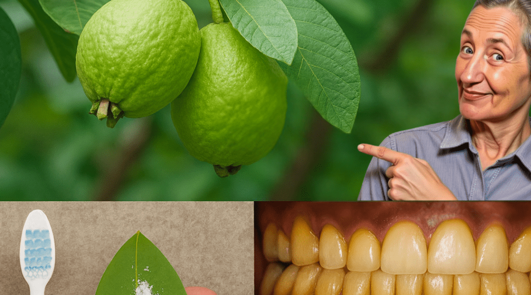 🌟 Unlock the Hidden Power of Guava Leaves: Can This Ancient Remedy Save Your Teeth? 🌟 Unlock the Hidden Power of Guava Leaves: Can This Ancient Remedy Save Your Teeth?