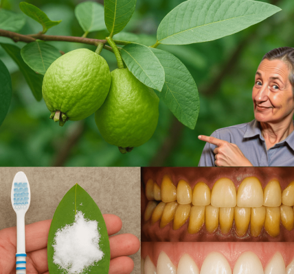 🌟 Unlock the Hidden Power of Guava Leaves: Can This Ancient Remedy Save Your Teeth?