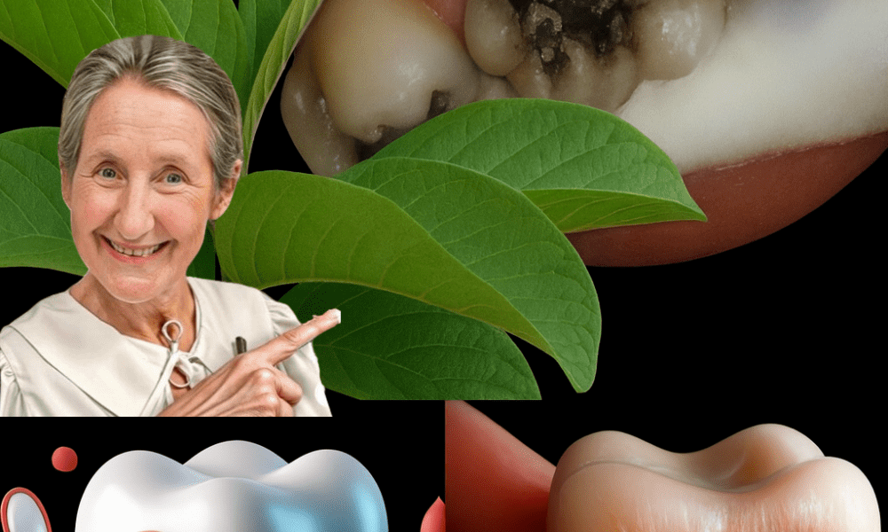 3 Natural Ways Guava Leaves Can Help Fight Tooth Decay at Home (Cheap & Simple) 3 Natural Ways Guava Leaves Can Help Fight Tooth Decay at Home (Cheap & Simple)