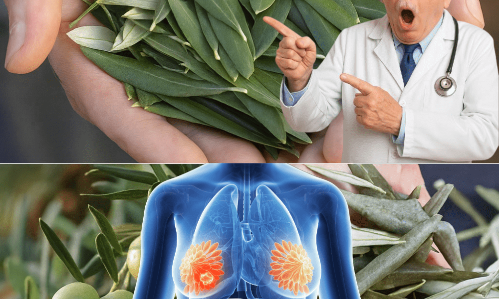 Discover the Gentle, Time-Tested Benefits of Olive Leaves for Everyday Wellness and Vitality