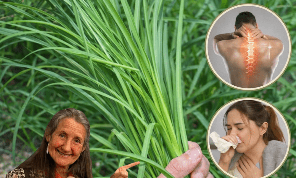 9 Surprising Potential Health Benefits of Goosegrass You Might Not Know About 9 Surprising Potential Health Benefits of Goosegrass You Might Not Know About
