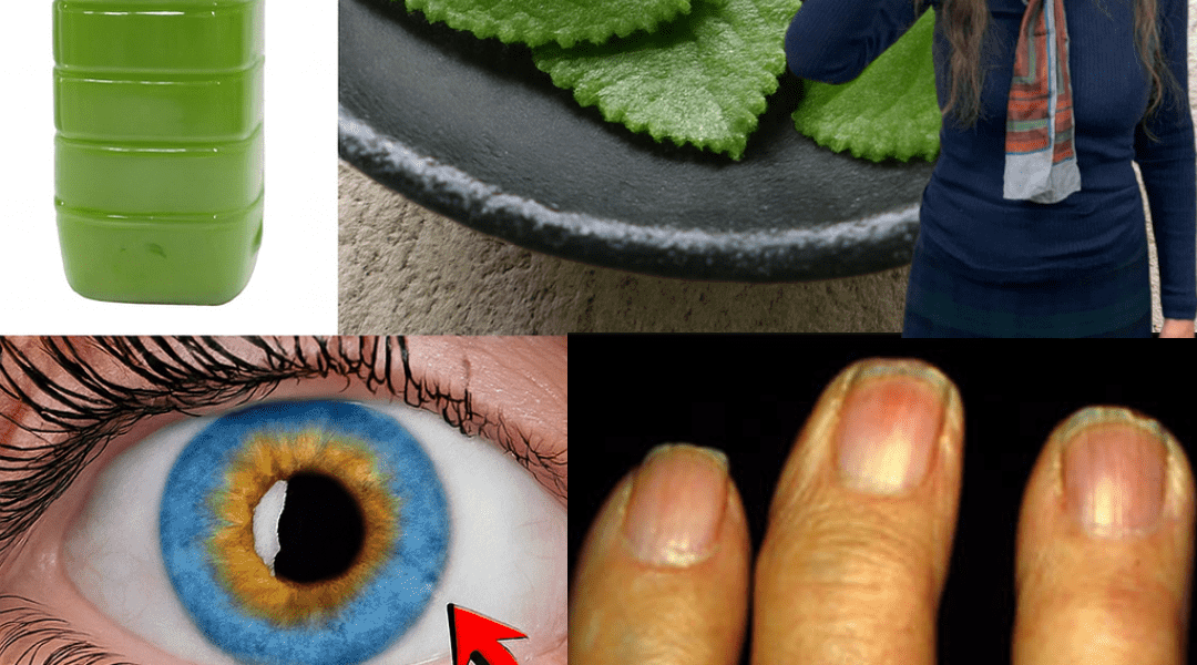 Can One Simple Leaf a Day Really Support Your Daily Wellness? Discover Indian Borage (Cuban Oregano) Can One Simple Leaf a Day Really Support Your Daily Wellness? Discover Indian Borage (Cuban Oregano)