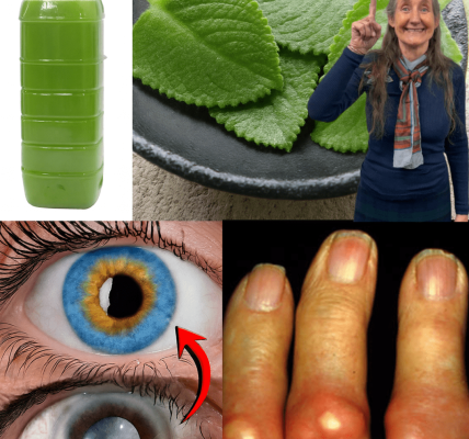 Can One Simple Leaf a Day Really Support Your Daily Wellness? Discover Indian Borage (Cuban Oregano) Can One Simple Leaf a Day Really Support Your Daily Wellness? Discover Indian Borage (Cuban Oregano)