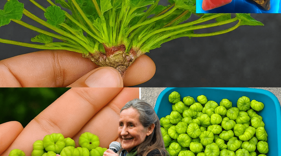 Mallow Unveiled: The Overlooked Wild Plant That May Support Everyday Comfort and Soothing Relief Mallow Unveiled: The Overlooked Wild Plant That May Support Everyday Comfort and Soothing Relief