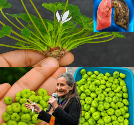 Mallow Unveiled: The Overlooked Wild Plant That May Support Everyday Comfort and Soothing Relief Mallow Unveiled: The Overlooked Wild Plant That May Support Everyday Comfort and Soothing Relief