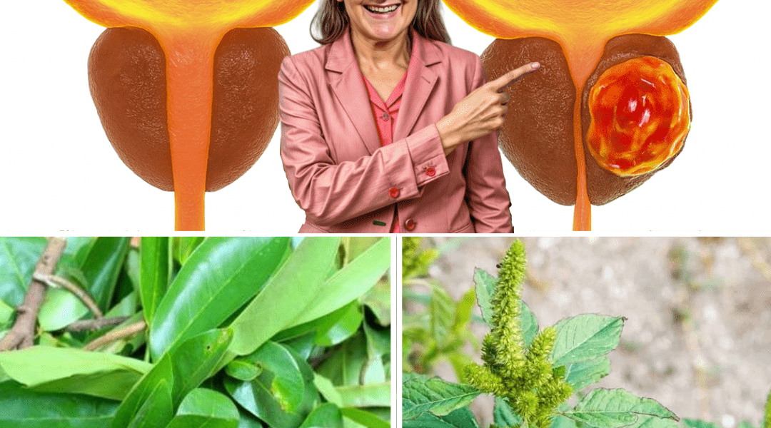 No Man Should Die From Prostate Cancer: The Natural Remedy Thousands of Men Are Turning To No Man Should Die From Prostate Cancer: The Natural Remedy Thousands of Men Are Turning To