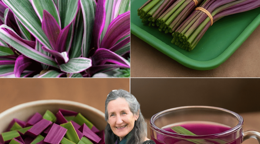 8 Surprising Reasons People Are Starting Their Day with Purple Heart Tea (And How to Make It at Home) 8 Surprising Reasons People Are Starting Their Day with Purple Heart Tea (And How to Make It at Home)