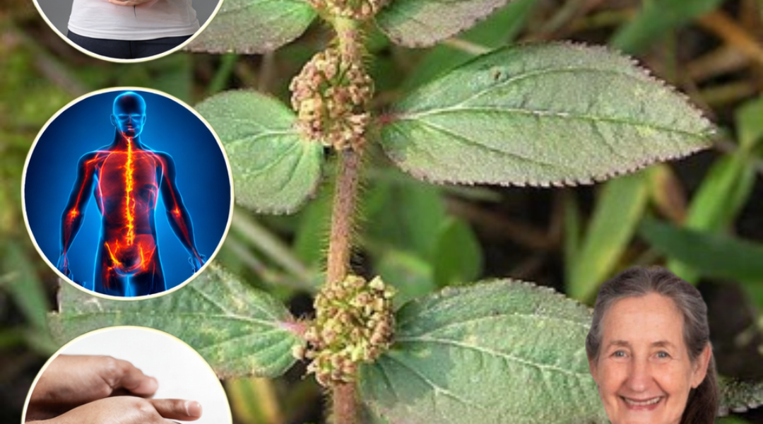 What Is Euphorbia Hirta? 6 Science-Backed Health Benefits Worth Exploring What Is Euphorbia Hirta? 6 Science-Backed Health Benefits Worth Exploring