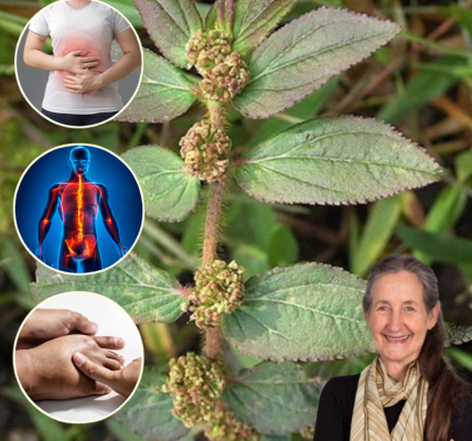 What Is Euphorbia Hirta? 6 Science-Backed Health Benefits Worth Exploring