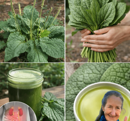 A Simple Guide to Discovering How Common Plantain Leaves May Gently Support Kidney and Urinary Health A Simple Guide to Discovering How Common Plantain Leaves May Gently Support Kidney and Urinary Health