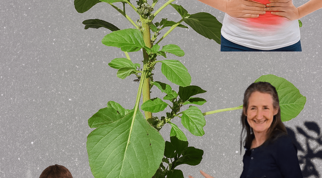 Spiny Amaranth (Amaranthus spinosus): What Are Its Real Benefits, Risks, and How to Use It Safely? Spiny Amaranth (Amaranthus spinosus): What Are Its Real Benefits, Risks, and How to Use It Safely?