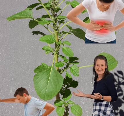 Spiny Amaranth (Amaranthus spinosus): What Are Its Real Benefits, Risks, and How to Use It Safely? Spiny Amaranth (Amaranthus spinosus): What Are Its Real Benefits, Risks, and How to Use It Safely?