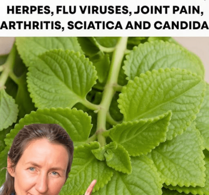 Could This Common Garden Herb Be Nature’s Hidden Support for Urinary Health, Immunity, and More? Could This Common Garden Herb Be Nature’s Hidden Support for Urinary Health, Immunity, and More?