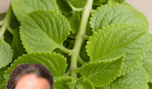 Could This Common Garden Herb Be Nature’s Hidden Support for Urinary Health, Immunity, and More?