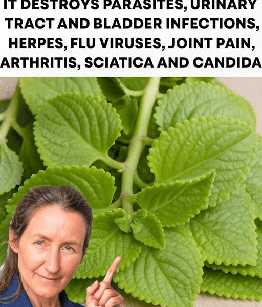 Could This Common Garden Herb Be Nature’s Hidden Support for Urinary Health, Immunity, and More? Could This Common Garden Herb Be Nature’s Hidden Support for Urinary Health, Immunity, and More?