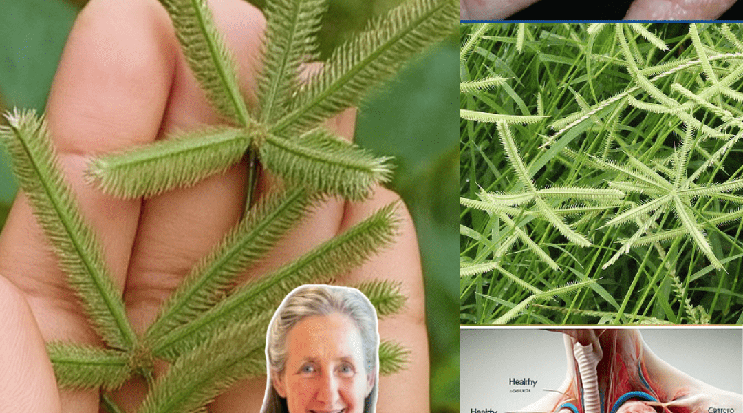 Crowfoot Grass: The Stubborn Weed That Could Change Your Health Forever Crowfoot Grass: The Stubborn Weed That Could Change Your Health Forever