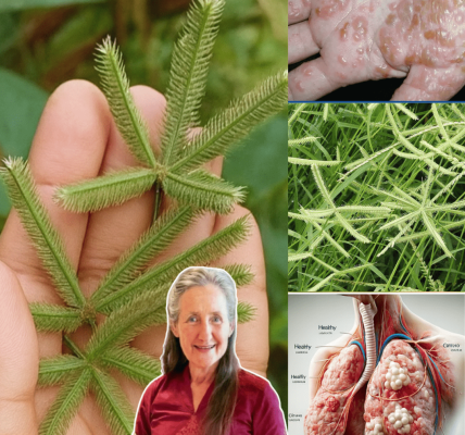 Crowfoot Grass: The Stubborn Weed That Could Change Your Health Forever