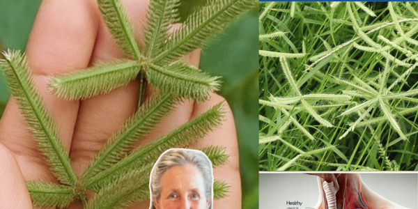 Crowfoot Grass: The Stubborn Weed That Could Change Your Health Forever Crowfoot Grass: The Stubborn Weed That Could Change Your Health Forever