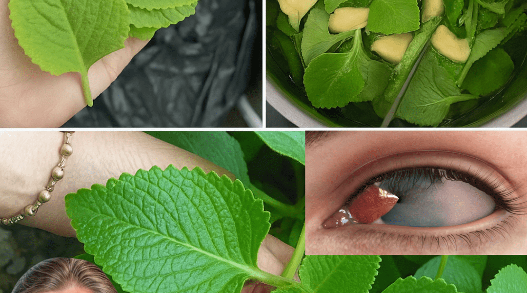 How Oregano Orejón Could Naturally Support Your Vision and Eye Health How Oregano Orejón Could Naturally Support Your Vision and Eye Health